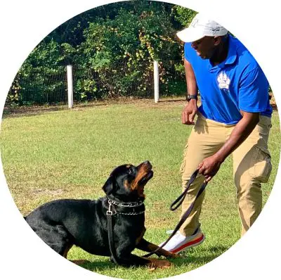 A professional dog trainer working calmly with a dog on a loose leash outdoors