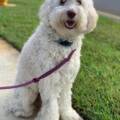 Leash Reactive Dog? Here’s What’s Actually Happening