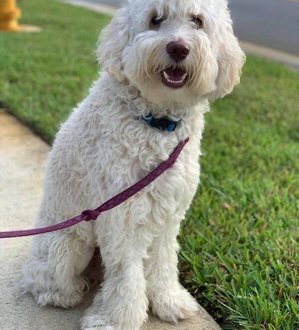 A dog on a loose leash walking calmly on a sidewalk