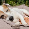 Separation Anxiety in Dogs: A Trainer’s Protocol