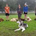 Dog Boarding in Sanford, FL: What to Look For