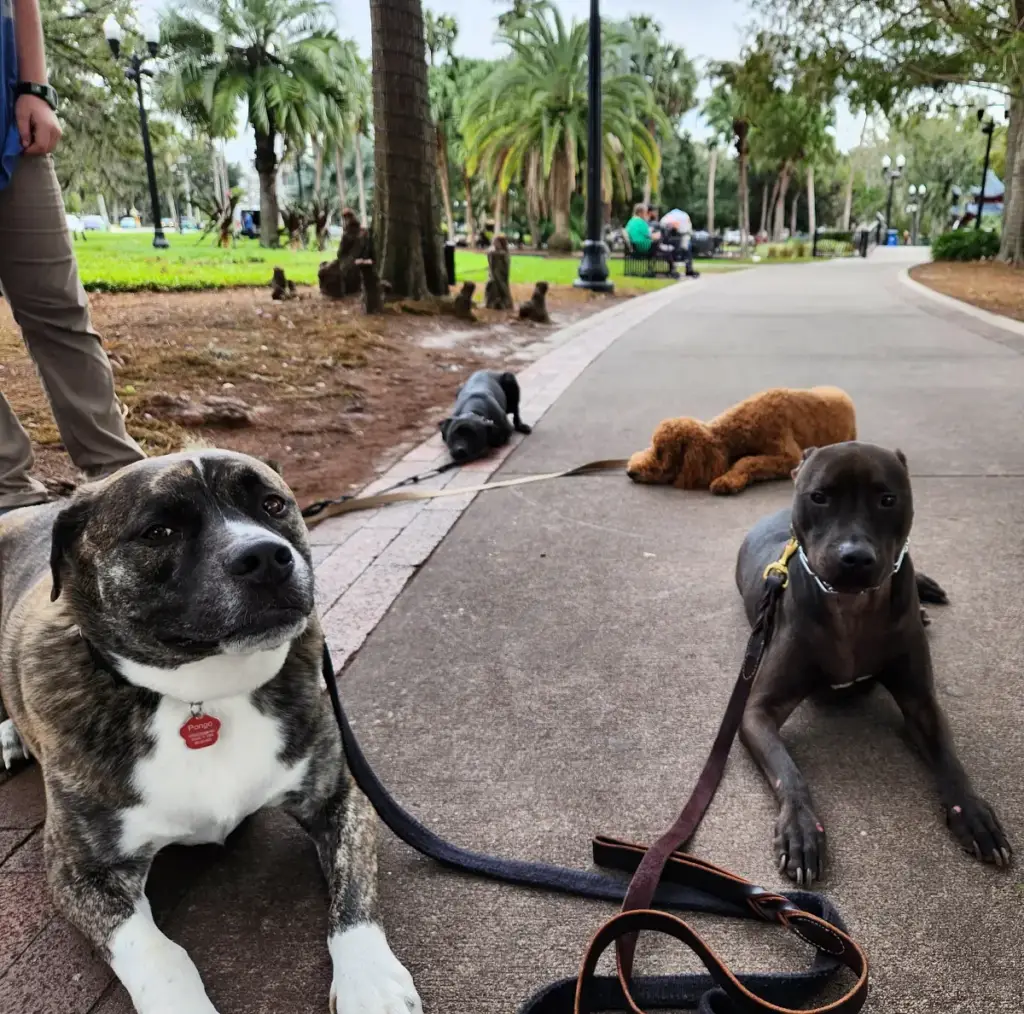 Dogs holding a calm down-stay along a park path