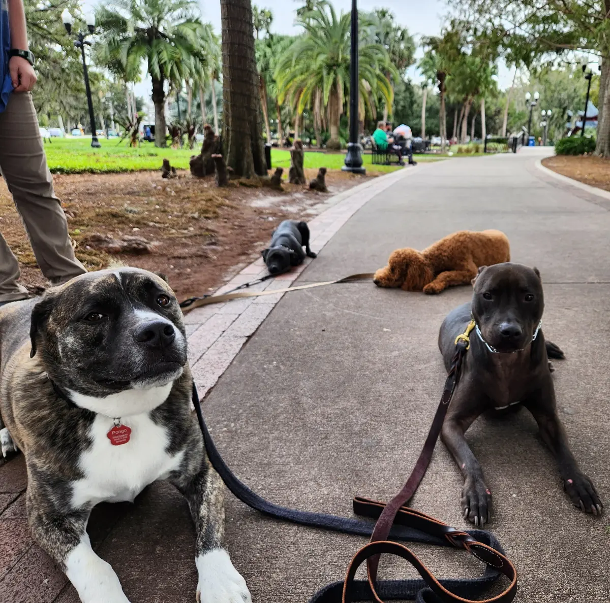 Rescue Dogs “It’s Like Rolling The Dice”