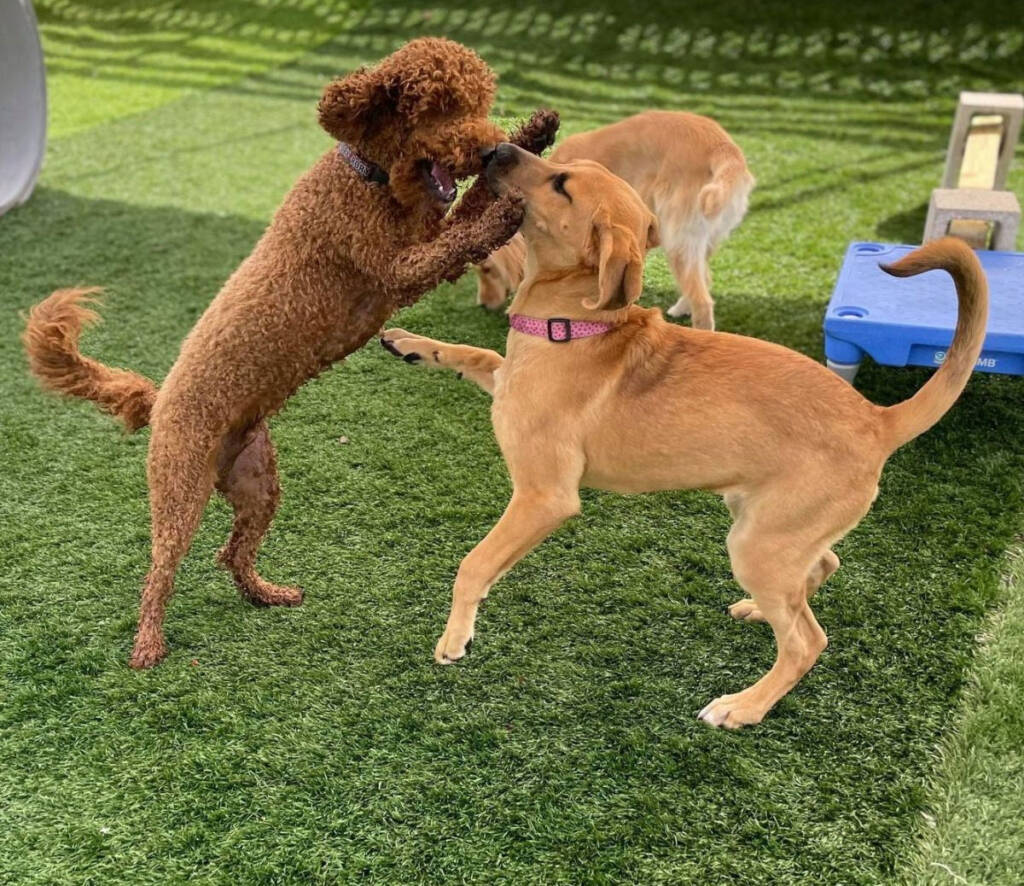 Two dogs playing together in the daycare yard