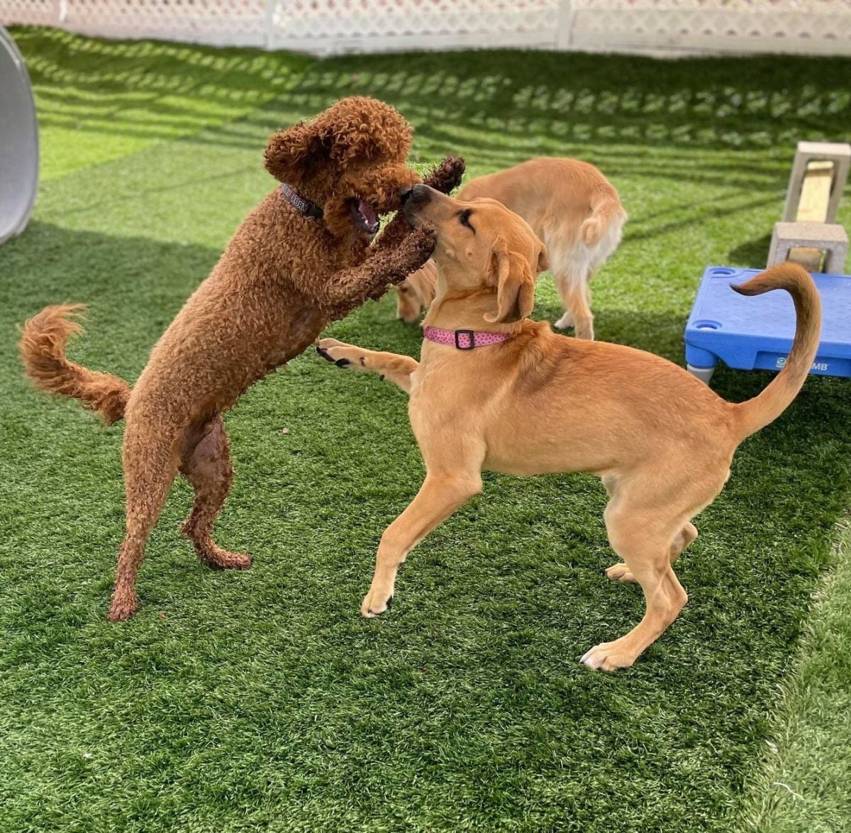 What Is Elite Professional Doggy Daycare?
