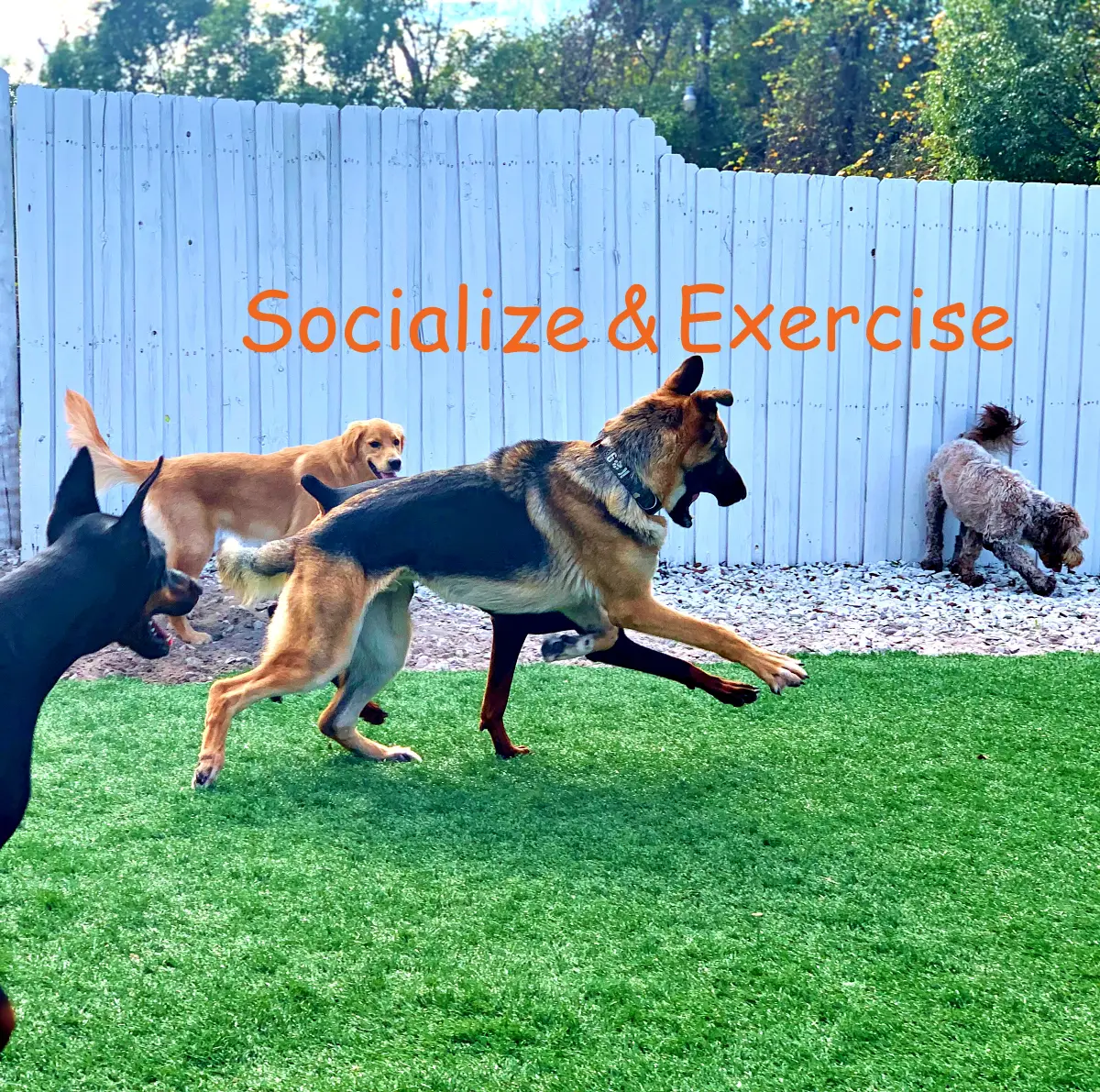 Why Is Doggy Daycare With Elite Professional Dog Training Best?