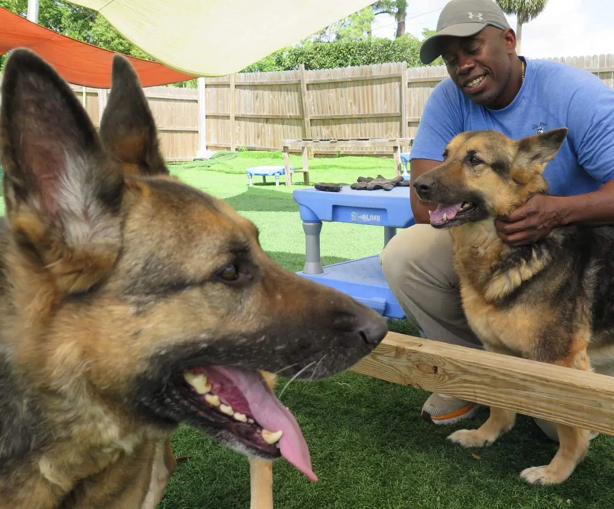 Can You Stop Dog Aggression And Prey Drive?