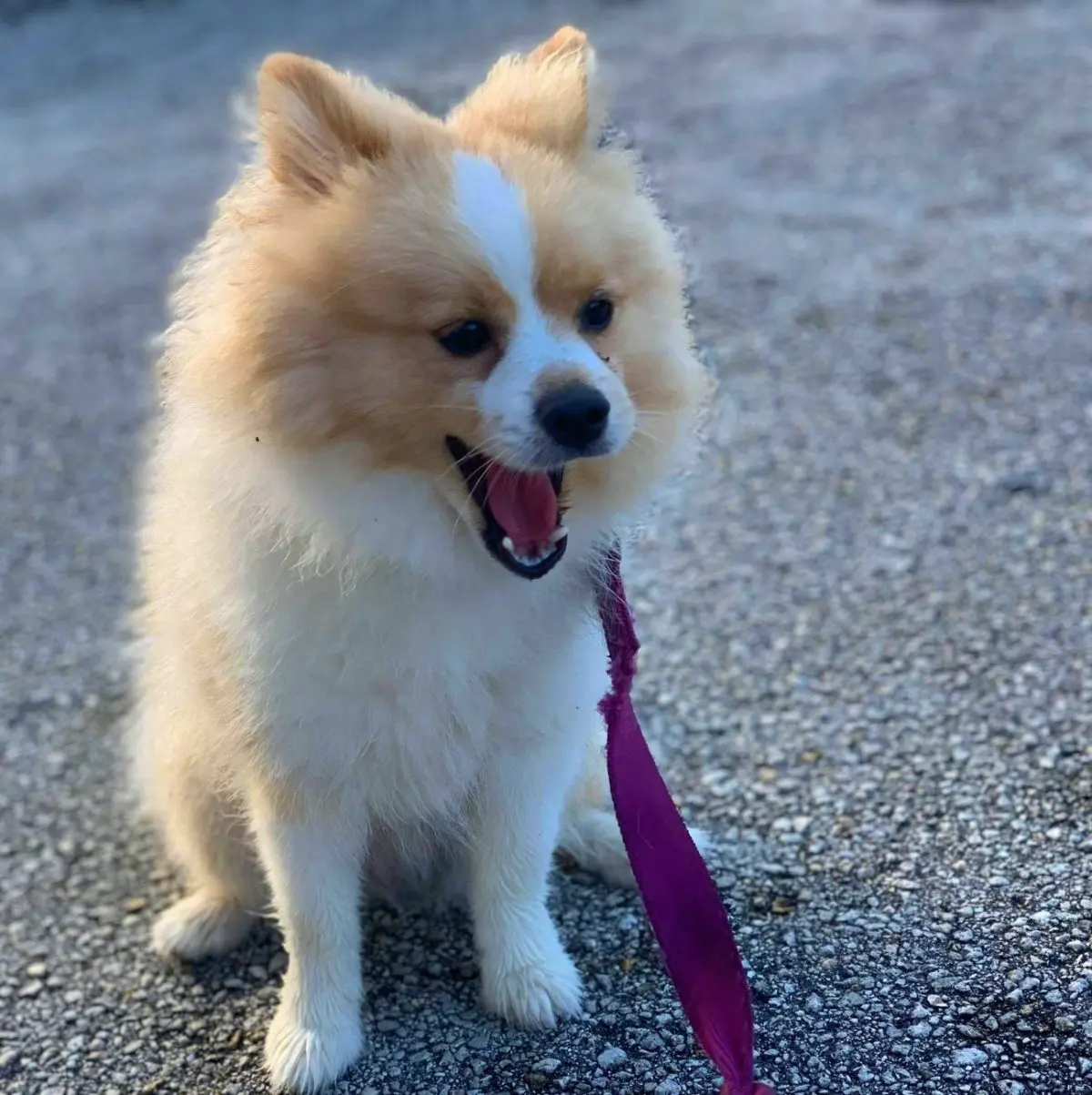 What is Doggy Boot Camp?