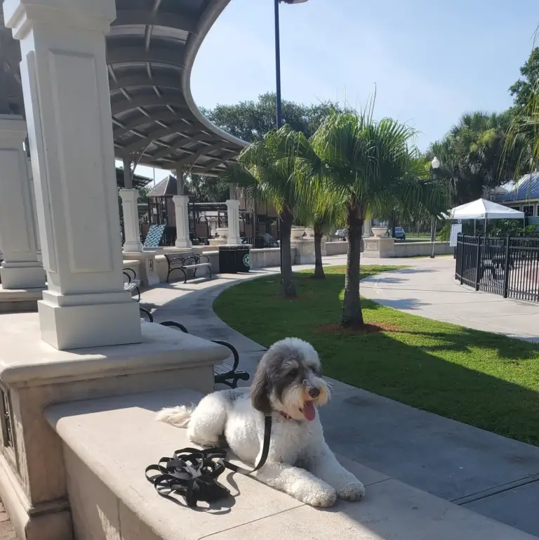 A relaxed sheepadoodle resting in a sunny park