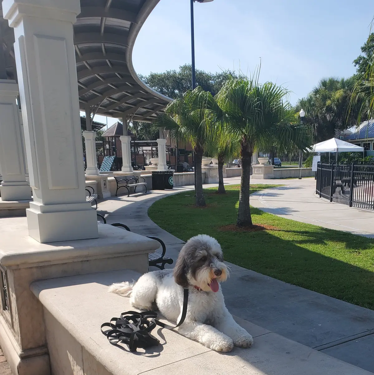Do You Have A Problem Dog?