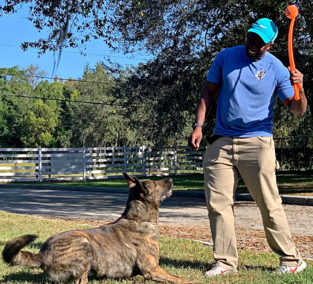 Laurent Gabriel training a German shepherd on a leash beside a white fence