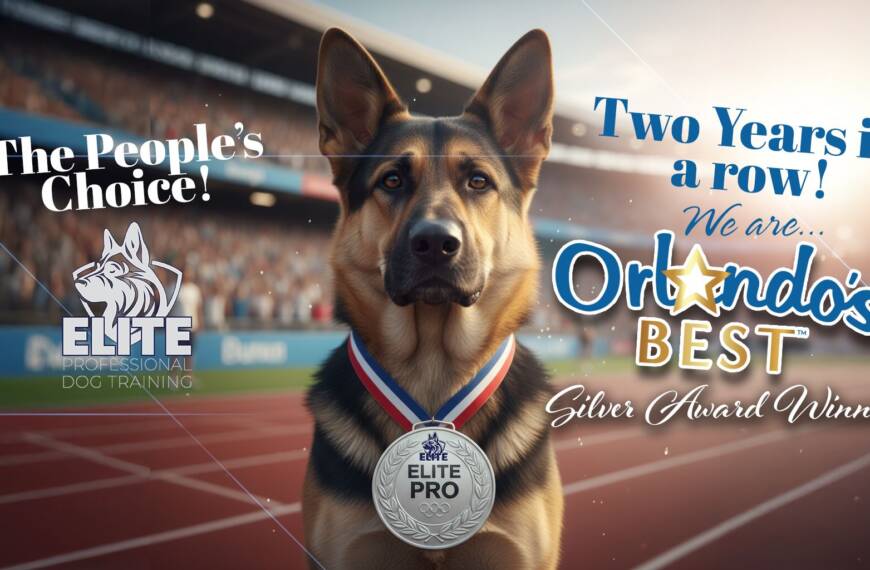 Elite Pro Dog Training, Orlando’s Best Silver Award Winner!