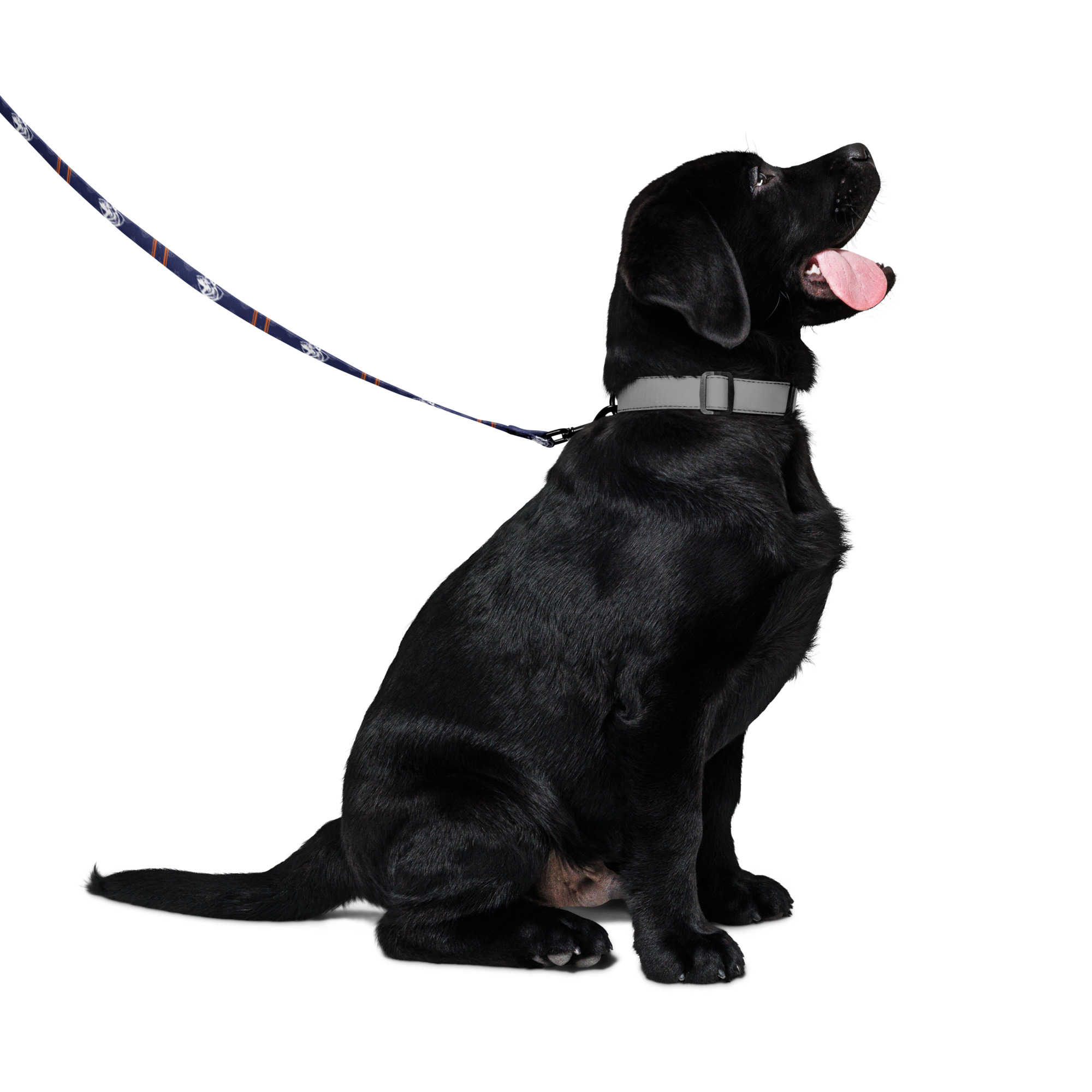 EPDT Shield Dog Leash - Image 4