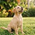 Puppy Training in Orlando: What the First 8 Weeks Actually Look Like